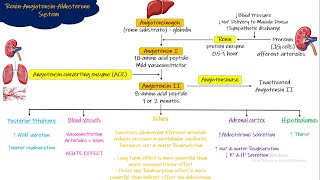 Renin Angiotensin Aldosterone System Chapter 19 part 5 Guyton and Hall Physiology [upl. by Haianeb]