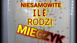 Ile młodych rodzi mieczyk Hellera [upl. by Aicats]