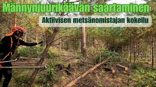 Männynjuurikäävän saartaminen  Metsänomistajan kokeilu [upl. by Suolhcin]