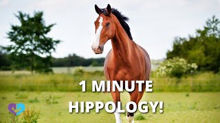 1 MINUTE HIPPOLOGY INTRO [upl. by Rani]