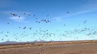 Sandhill crane migration at Whitewater Draw Wildlife Refuge in McNeal Arizona  part 2 [upl. by Gertrude]