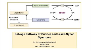 Lesch Nyhan Syndrome  Purine Salvage Pathway  Molecular Biology  Biochemistry [upl. by Kalinda]