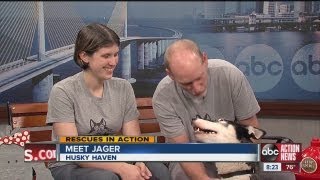 ABC Action News Weekend Edition Rescues in Action Jager [upl. by Hnim471]