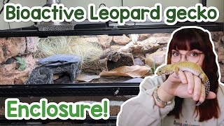 Bioactive leopard gecko enclosure DIY grout background [upl. by Otilesoj]