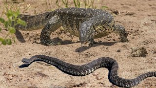 COBRA MORTAL É DEVORADA VIVA POR LAGARTO [upl. by Roche]