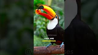 Toucan  One Of The Most Unique Birds On Earth [upl. by Darbie]