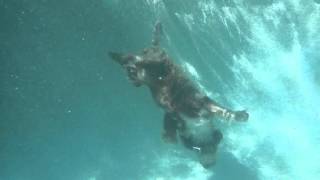 Lagotto Romagnolo Diving Underwater [upl. by Enilrae]