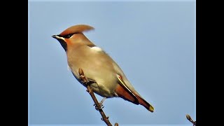 Waxwings North Yorkshire uk [upl. by Gylys]