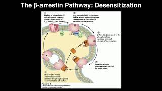 Biosignaling  Receptor Desensitization by Betaarrestin [upl. by Baptlsta]