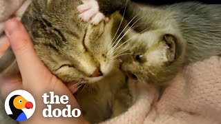 Kitten Left Without a Home is Adopted by One Special Momma  The Dodo Little But Fierce [upl. by Esilehs]