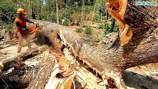 crushed woodcut a curved trembesi tree  Husqvarna 390 xp chainsaw [upl. by Atsiuqal]