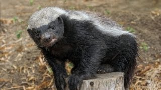 San Diego Zoo Kids  Honey Badger [upl. by Zane917]