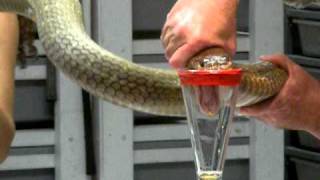 King Cobra Venom Extraction [upl. by Lucilia211]