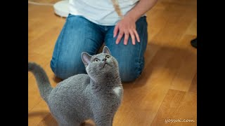 猫じゃらしに夢中！可愛いシャルトリューの子猫 Crazy to cat toy [upl. by Soalokin]