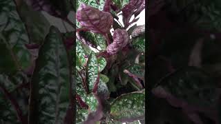 Purple waffle plantStrobilanthes alternata house plant indoor outdoor garden shorts [upl. by Xad]