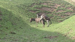 7 Lets take a look at the life of donkeys in beautiful nature—March 26 2022 [upl. by Sublett758]