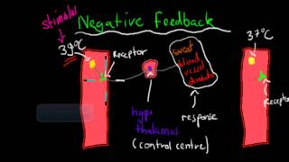 Positive and negative feedback mechanism HSC biology [upl. by Lechar]