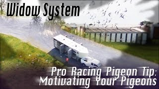 Motivating Pigeons to Get Better Race Results Widowhood System [upl. by Yrred]