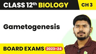 Gametogenesis  Human Reproduction  Class 12 Biology 202223 [upl. by Aksehcnarf42]