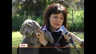 Argo  Il Weimaraner [upl. by Kelton158]