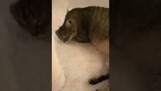 Funniest Animals 😂 Funniest Cats and Dogs September 2024 [upl. by Ydnem]