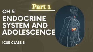 SELINA Class 8 BIOLOGY CH  5 ENDOCRINE SYSTEM AND ADOLESCENCE ICSE PART 1 [upl. by Bethezel]