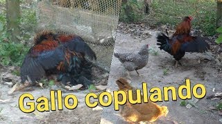 La dicha del galloGallo pisando la gallinaComo un gallo cópulaApareamiento del gallo [upl. by Engedi]