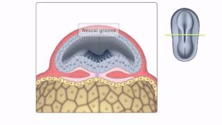 General Embryology  Detailed Animation On Neurulation [upl. by Mehalick]