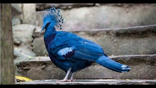 10 Birds with the Craziest “Hair” [upl. by Margareta842]