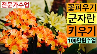 가드너 김성숙의 군자란 꽃 많이 보는 방법 키울때 주의할점 번식방법 Natal Lily Care 김성숙TV가드닝스쿨 GardenerSongsuk [upl. by Assilim373]