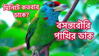 বসন্তবৌরি পাখির ডাক। Call  sound of Blue throated barbet বসন্তের পাখি नीलकंठ बसंत [upl. by Gniliem]