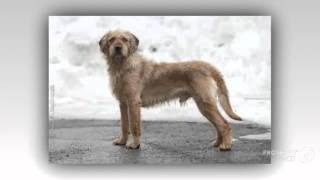 Styrian Roughhaired Mountain Hound Dog breed [upl. by Dweck770]