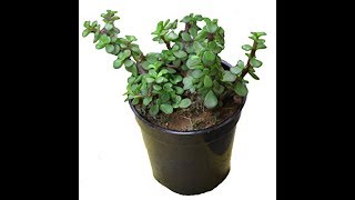 Propagating Jade Plant Without Soil [upl. by Ennairam181]