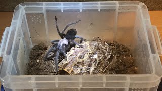 Rehousing A Brachypelma Albiceps Tarantula [upl. by Ikik974]