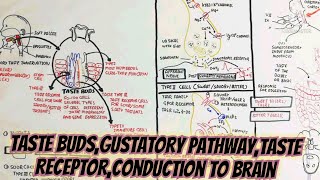 taste budsgustatory pathwaytaste receptorconduction to braingustation tastantchemosensation [upl. by Nola]