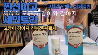 💖 세민트라 고양이 강아지 단백뇨 신장질환 치료제 Semintra [upl. by Abihsat757]