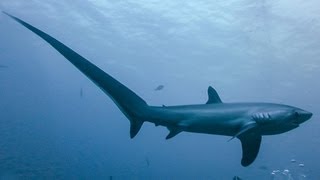 THRESHER SHARKS KILL PREY WITH TAIL [upl. by Dazraf]