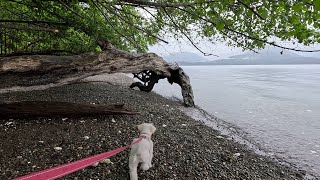 Scenic Beach State Park Hood Canal  4K  Virtual Walking  Hiking  Dog  ASMR [upl. by Aural]