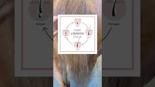 Healthy horse  healthy hair horsecare longhair horsegrooming longhorsetail haircareroutine [upl. by Retsev851]