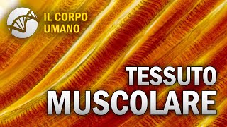 Tessuto Muscolare  Il Corpo Umano  Estratto [upl. by Enihpad]