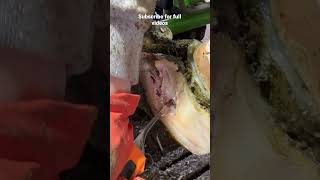 PUS SPEWING ABSCESS relief restoration satisfying wow cow pimple cantlookaway [upl. by Ahselrak705]