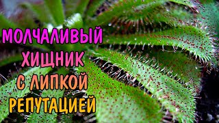 РОСЯНКА АЛИСИЯ СЕКРЕТЫ СОДЕРЖАНИЯ  Drosera ALICIAE [upl. by Orlanta]