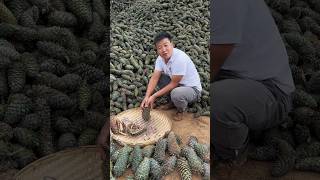 Fresh thinskinned pine nuts from Yunnan are fragrant when eaten raw or they can be cooked [upl. by Karim]