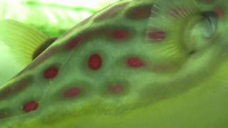 DOT  Tetraodon Pustulatus  Cross River Puffer [upl. by Netta]