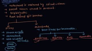 What is Vertebrates  Class 9 Biology Diversity in Living Organisms [upl. by Festatus134]