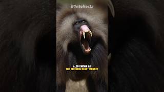 Meet The Gelada GrassEating Primates with Scary Teeth [upl. by Cirilo]