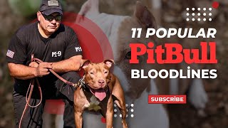 11 popular Pitbull Bloodlines [upl. by Aoht]