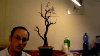 DansBonsai  Rinvaso di un glicine [upl. by Jonette]