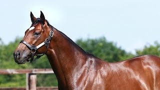 Frankel Watch Super Sire [upl. by Anyalram]