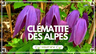 La clématite des Alpes Clematis alpina Astragène clematis clématites vegetosphere [upl. by Iroj]